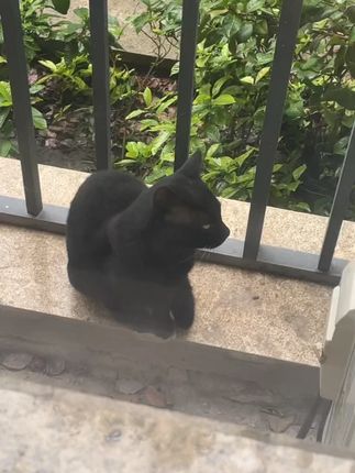 #记录猫咪日常 妆前保湿贴贴面霜