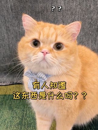 一只鱼蛋仔🐱