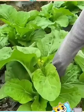 (拍2发3)白菜苔种子四季可种阳台庭院种植脆嫩可口小白菜蔬菜种籽#自己种的纯天然的绿色蔬菜 阳台小院均可种植 三农 蔬菜种植 白菜苔种子 种植简单 #多茬采收 #清炒凉拌涮火锅都很好吃 #清脆爽口