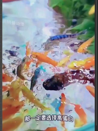鱼粮仿红虫鱼饲料迷你鹦鹉神仙鱼燕鱼三湖慈鲷斗鱼观赏鱼食小金鱼