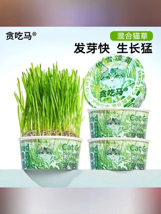 #猫草罐 #猫咪猫草罐 #排毛猫草罐 #营养猫草罐 #无土猫草罐