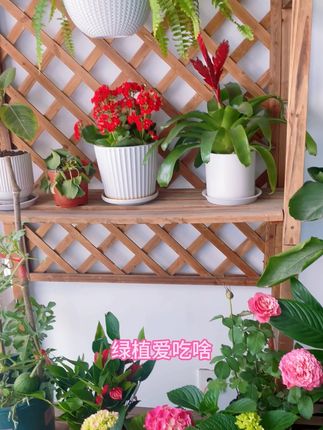 其实出现花朵越来越小,,甚至叶子还发黄都是营养不良 其实出现花朵越来越小,,甚至叶子还发黄都是营养不良 施肥就是两种,一个管生长,让它长技、长叶长、大小长冠幅。一个是开花,让它开更多的花,让它的花开的更多更艳#养花小知识#种植小技巧#园艺生活#植物科普#种植