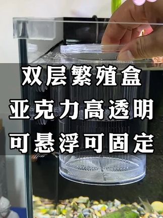 鱼缸隔离盒孔雀鱼繁殖盒凤尾斑马母鱼产房小鱼缸内胎生鱼幼鱼孵化#鱼缸隔离盒 #鱼缸隔离盒孵化盒 #鱼繁殖盒 #繁殖盒 #繁殖盒推荐