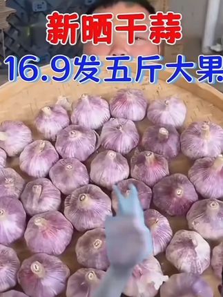 #紫皮大蒜 #优质农产品 #大蒜 #源头好货 #助农