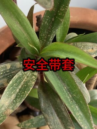 #理想汽车 #车载配件 #改装必备