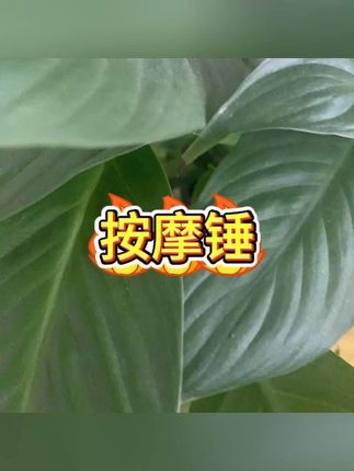 大号养生锤经络拍按摩捶打棒 #八虚捶 #肩颈疏通 #经络养生 #家用理疗 #放松神器