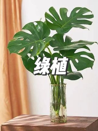 绿植室内好养活四季常青#绿植 #室内绿植 #好养绿植 #视频同款 #好物推荐