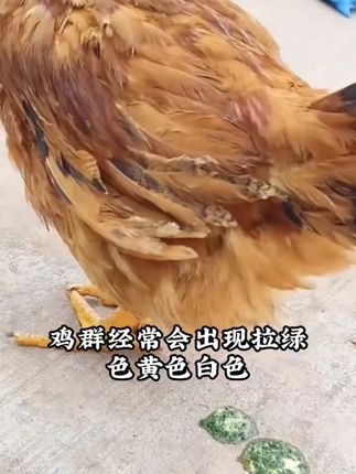 养殖常备肠安康 #散养土鸡 #养鸡 #科学养鸡 #养鸡人
