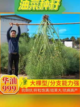 高油率,抗病抗倒,高产的好油菜品种。 #油菜种子 #种子 #种油菜 #高产油菜