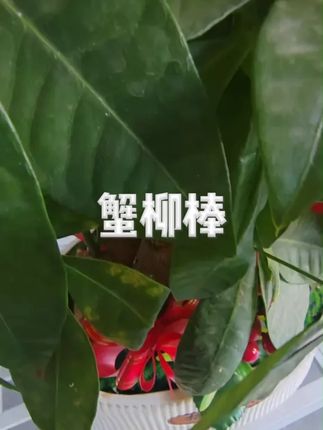 海洋派对即食蟹棒韩式蟹足棒寿司火锅食材手撕蟹柳蟹味棒海味零食 #手撕蟹柳 #蟹柳 #蟹柳棒 #蟹足棒 #零食
