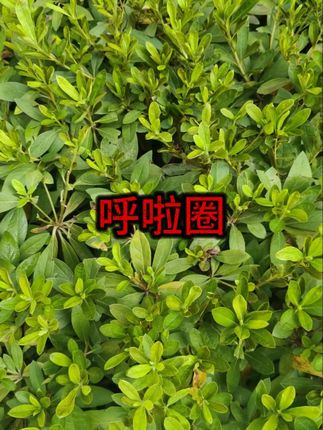软体弹簧呼啦圈全包裹不伤衣涤纶加重运动圈 #弹簧呼啦圈 #运动圈 #不伤衣