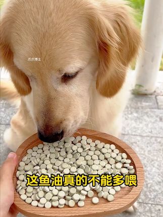 你家狗狗毛发还好吗? 阿文告诉你鱼油片不能少#宠物鱼油推荐#郝劭文#狗狗