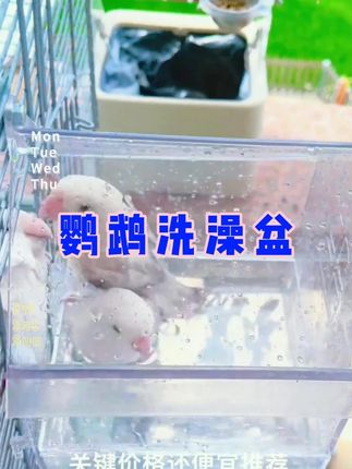 能当食盒还能当洗澡盆,花一样钱办两件事,好看又实用!#鹦鹉洗澡盆 #鸟食盒 #618时尚指南 @抖音小助手
