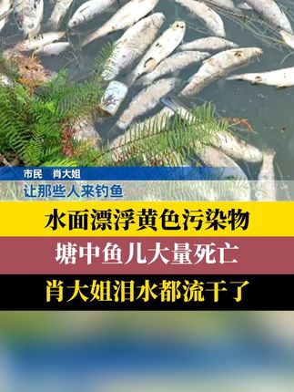#水面漂浮黄色污染物塘中鱼儿大量死亡 市民肖大姐在巴南区龙洲湾街道盘龙村承包了三片鱼塘。最近,肖大姐意外发现鱼塘里的鱼儿,出现了大量死亡的情况,说起这事儿,肖大姐很是心疼。#新闻