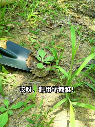 园艺工具套装,高硬度铁制,材质结实耐用,开启园艺新体验#园艺工具 #园艺铲子 #园艺工具单件套 #大号园艺工具