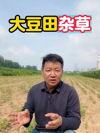 大豆田的香附子 牛筋 稗草 马塘等杂草怎么清理? #大豆种植 #大豆高产 #香附子 #农业种植