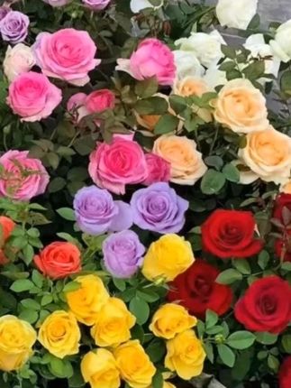 玫瑰花种子