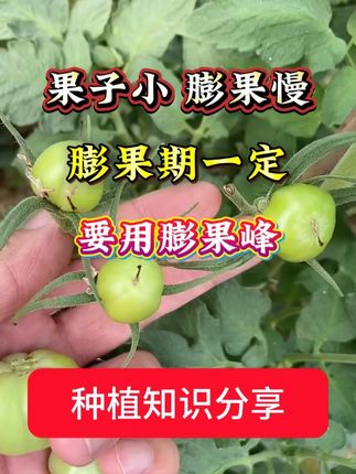 果子小 膨果慢 一定要用上膨果峰 #大棚西红柿 #膨果肥 #膨果峰 #西红柿种植