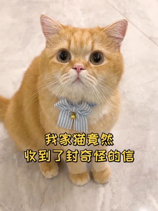 一只鱼蛋仔🐱