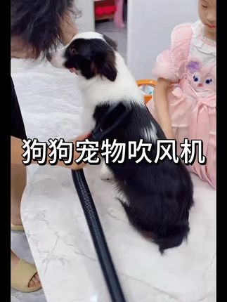 北极宠狗狗吹水机宠物吸吹一体宠物烘干吹毛神器大功率宠物吹风机#宠物吹水机 #宠物吹风机 #吹水机 #宠物洗澡 #狗狗洗澡