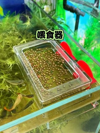 小鱼的专用喂食器,节省鱼粮,避免浑水#喂食器