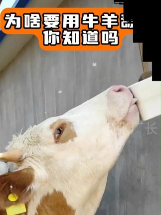 为啥要给牛羊喂舔砖?舔砖又叫盐砖,好处是真的多 #养牛人 #养殖 #三农 #牛的养殖知识 #舔砖