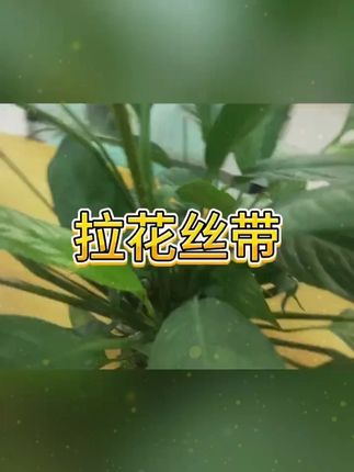 结婚拉花彩带车队装饰 #婚庆布置 #婚礼用品 #喜庆装饰