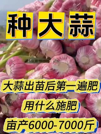 大蒜出苗后第一遍肥,用什么施肥?亩产6000-7000斤? #种大蒜 #大蒜种植 #大蒜高产 #紫皮蒜 #大蒜种植技术