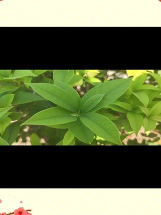 INCH-GOLD寸金龟粮乌龟食物饲料草龟巴西龟通用粮食亚成补钙龟粮#水族用品 #水族好物推荐 #鱼粮