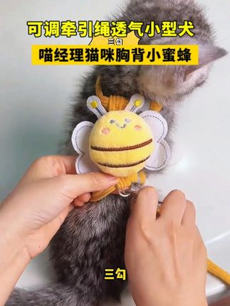这个牵引绳太可爱了 春暖花开如何正确带猫出门 #猫咪 #牵引绳 #遛猫 #萌宠好物 #新手养猫