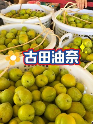 每年品质都是非常优秀的古田高山油奈李 #热点 #自家果园 #油奈 #现摘现发 #应季水果