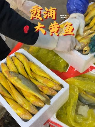 方便美味黄鱼鲞,鱼眼明亮~通体金黄,大黄鱼都是在无污染海域生长,留住活鱼口感和新鲜度,您还在等什么 #大黄鱼之乡#海产品#海鲜批发#黄鱼鲞