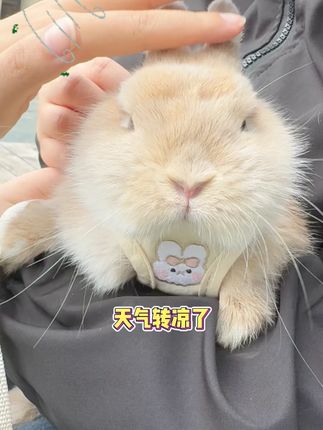 这么豪华的兔笼谁还没拥有 #达洋兔笼 #兔笼 #养宠进阶指南 #兔兔窝小课堂 #兔兔窝总店