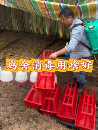 鸡舍消毒用啥好 #散养土鸡 #养鸡人 #养鸡消毒 #鸡舍消毒 #农村养殖