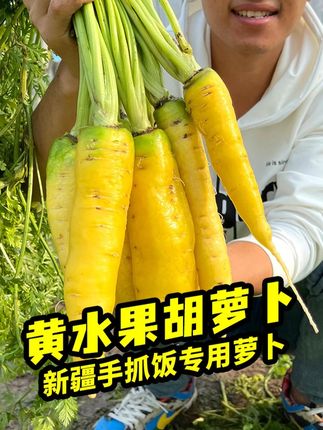 新疆手抓饭专用黄色水果胡萝卜,种植简单,抗病丰产,脆甜好吃 #胡萝卜 #萝卜种植 #家庭种植 #阳台小院均可种植 #菜园