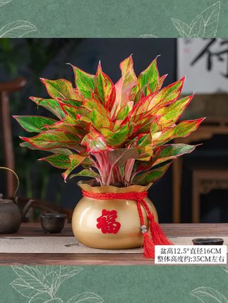 万年红盆栽花卉植物室内花美观四季常青客厅办公室桌面绿植年宵花#室内盆栽 #万年红 #四季常青 #绿植 #桌面装饰