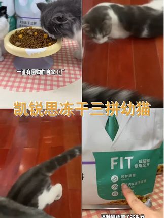 幼猫专用 凯锐思全价冻干三拼幼猫奶糕猫粮长肉发腮提升免疫力 #猫粮推荐 #新手养猫 #萌宠 #凯锐思 #有点上头