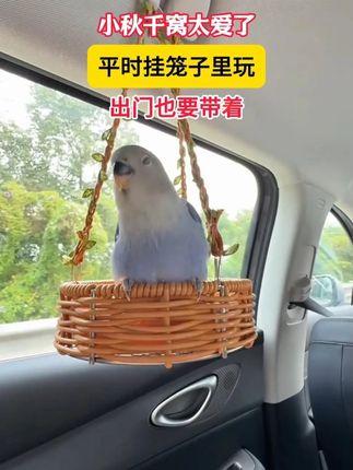 小秋千窝太爱了,平时挂笼子里玩,出门也要带着🥰#鹦鹉鸟窝 #鹦鹉秋千 #鹦鹉吊床 #鹦鹉玩具 =