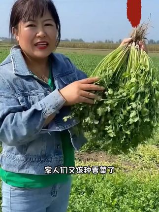 #蔬菜种子 #在家种菜 #香菜种子 #我的小菜园 #种植小技巧