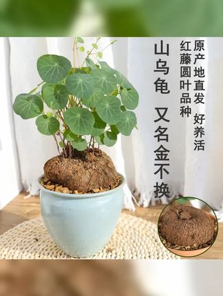 堇年造景多肉植物山乌龟盆栽室内圆叶绿植水培桌面盆景庭院爬藤 #室内盆栽 #阳台种植 #花卉绿植 #室内绿植 #山乌龟