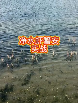 《净水虾蟹安》水浓水浑白浑水韭菜上浮控制不住安全不伤鱼虾蟹产 《净水虾蟹安》水浓水浑白浑水韭菜上浮控制不住安全不伤鱼虾蟹产品