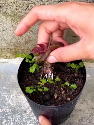 家里有花盆的一定种上这个混色#洋桔梗 ,太漂亮了#爱生活爱养花 #花卉绿植 #四季开花 #花卉种子