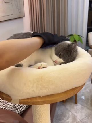 猫咪掉毛主要就是缺少D生物素 #猫咪 #科学养宠攻略 #萌宠好物 #新手养宠 #猫咪掉毛