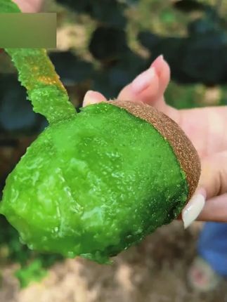 正宗【陕西 翠香猕猴桃】当季新鲜水果绿心奇异果2-4斤香甜多汁礼盒--