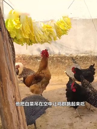 好念头50枚始祖黑鸡无菌无抗可生食新鲜营养土鸡蛋现捡现发