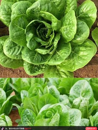 #孔雀菜 又叫沙拉菜,生吃脆香甜,炒菜比肉香#阳台花盆小院均可种植
