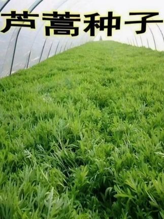 我们这边叫它芦蒿,每个地方叫法不同,但味道都依然鲜美#芦蒿种子 #在家种菜