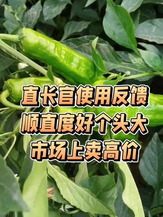 直长官使用反馈 果子顺直个头大卖高价#辣椒种植管理技术#彭果顺直肥菜教授直长官#辣椒#三农种植