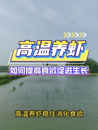 高温养虾提高消化食欲就保障了蜕壳生长速度 #小龙虾养殖 #对虾养殖 #养虾人 #螃蟹养殖 #小龙虾