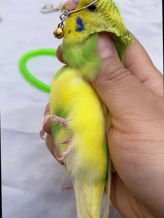 #牡丹鹦鹉 #渲夏鹦鹉 #说话鹦鹉 #养鸟经验分享 #鸟笼鸟具